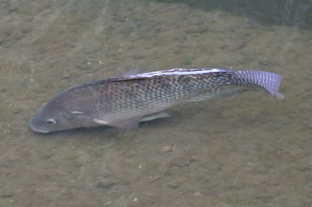 ナイルティラピア【No.1995】