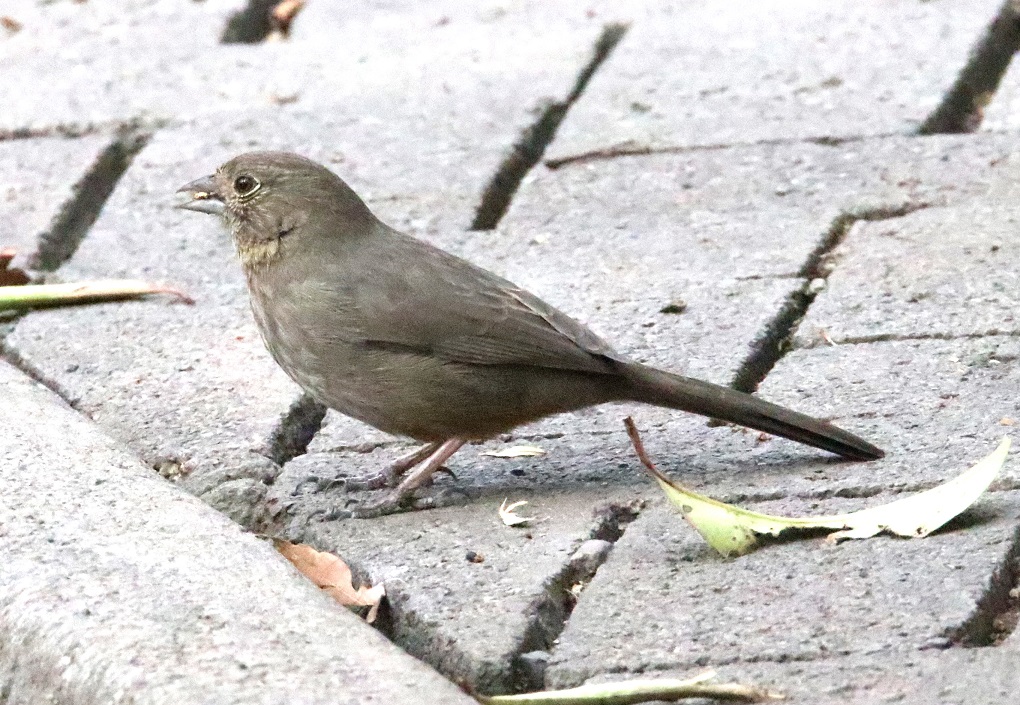 ムジトウヒチョウ【No.3333】