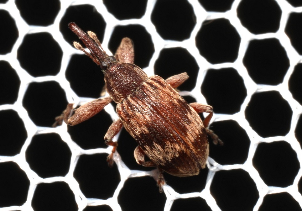 オビモンハナゾウムシ【No.2067】　Anthonomus rectirostris