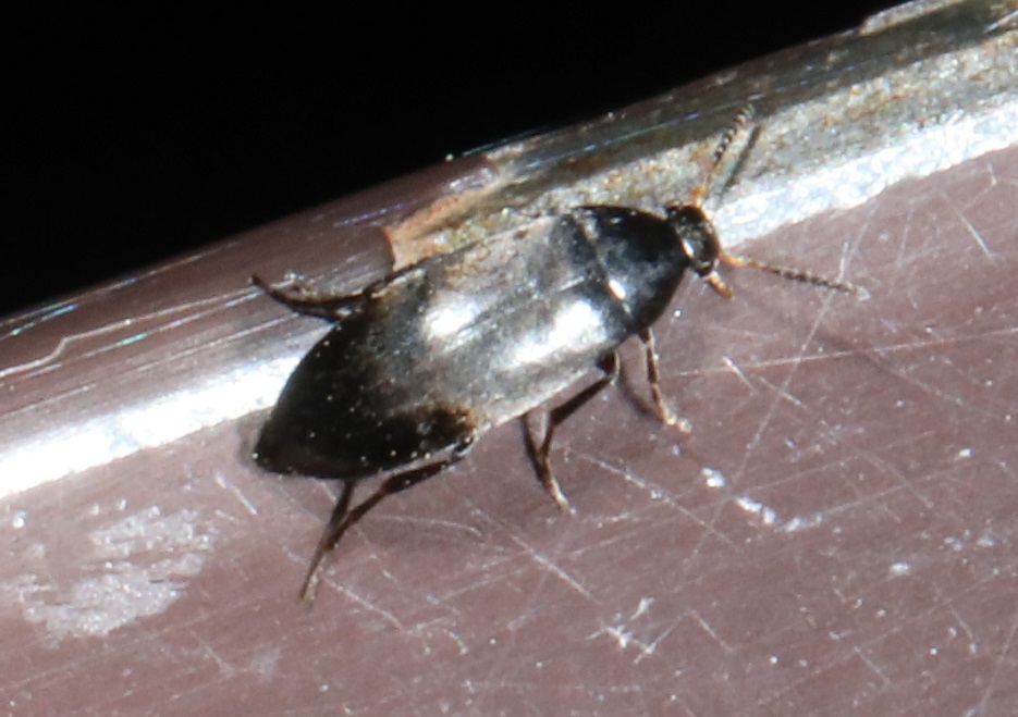 クロフナガタハナノミ【No.2069】　Anaspis marseuli