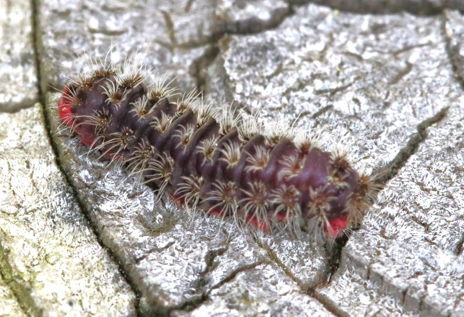 ウメスカシクロバ【No.2074】　Illiberis rotundata