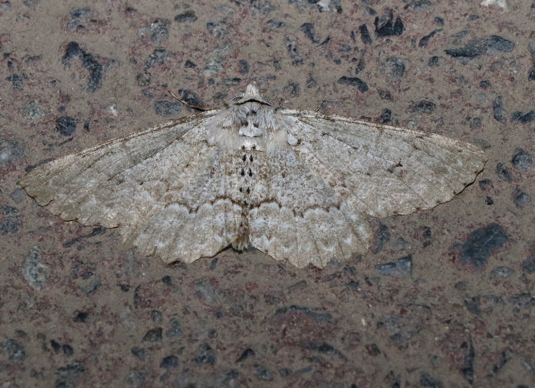 ニッコウエダシャク【No.2091】　Lassaba nikkonis