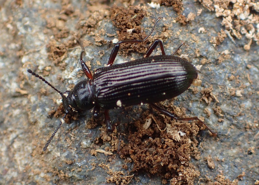 ウスイロゴミムシダマシ【No.2456】