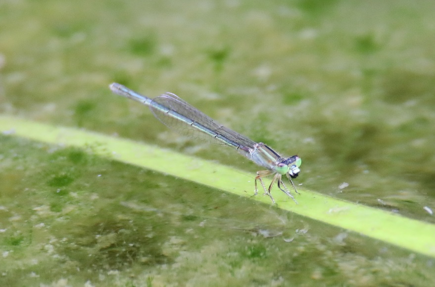 ヒメイトトンボ【No.2271】