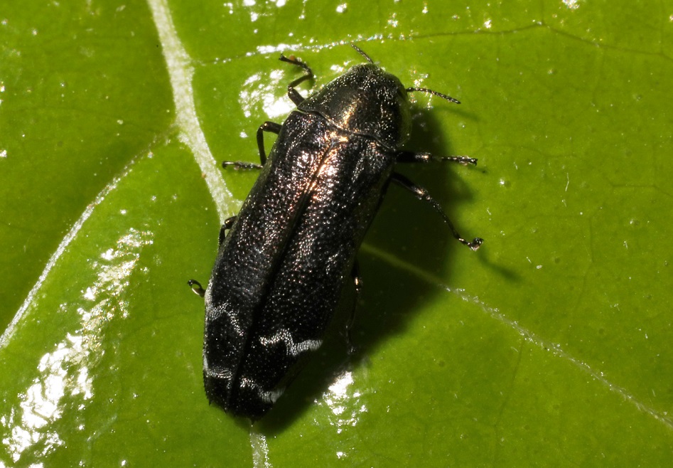 シロオビナカボソタマムシ【No.2104】