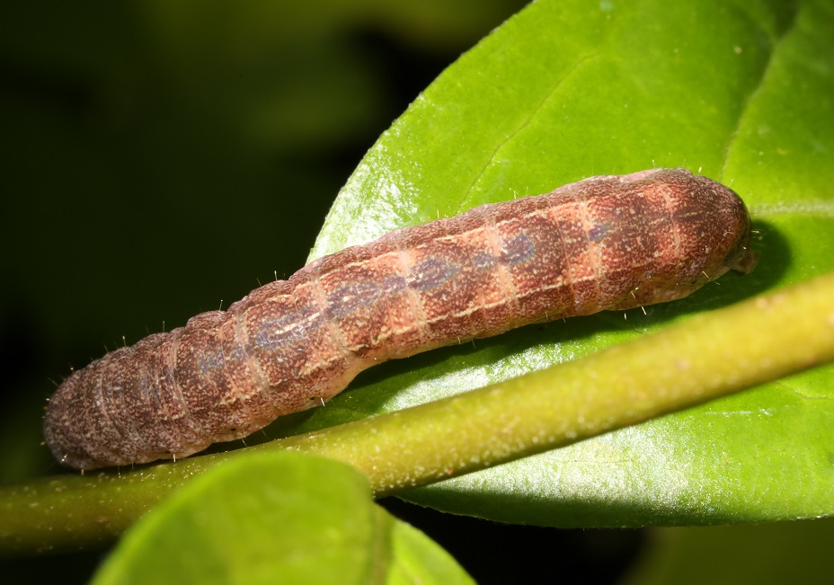 ノコメトガリキリガ【No.2105】