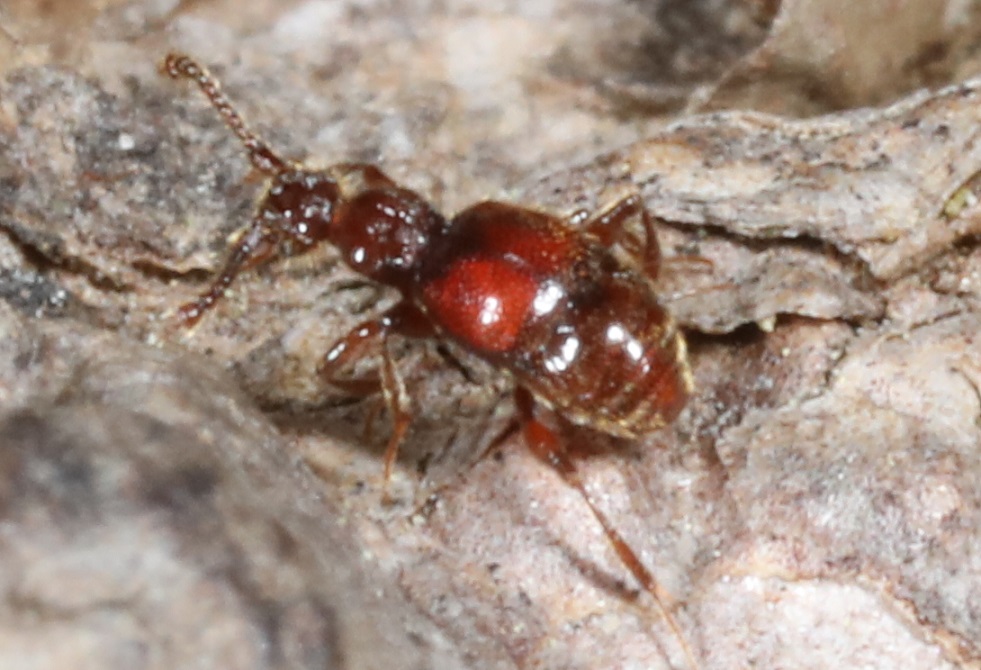 アリヅカムシの一種【No.2116】