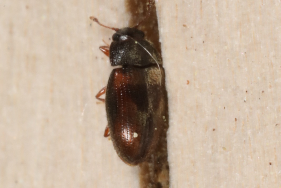 アカグロムクゲキスイ【No.2117】