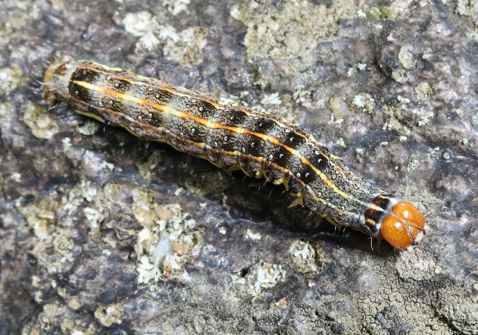 ヨモギキリガ【No.2125】