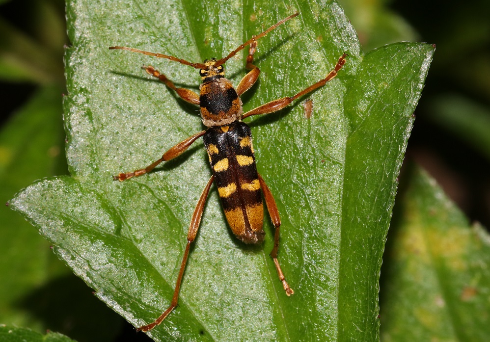 ヨツスジトラカミキリ【No.2250】