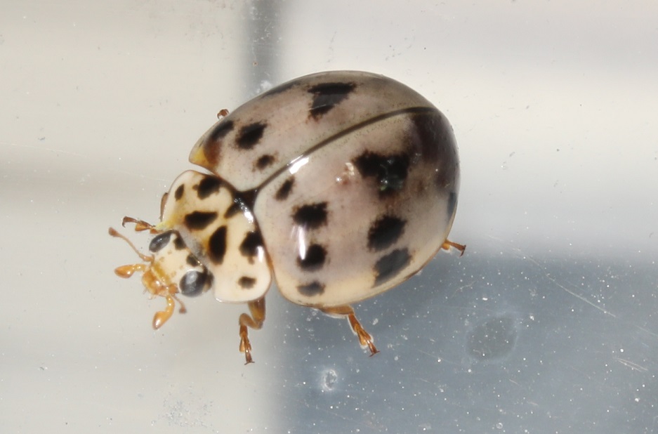 ハイイロテントウ【No.2206】