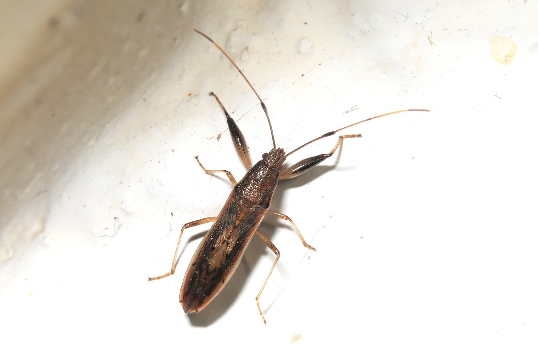 ミナミヒゲナガカメムシ【No.2205】