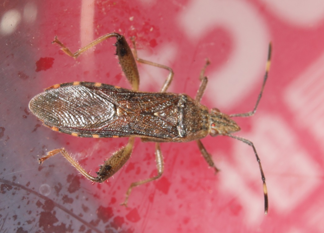 ヒロホソヘリカメムシ【No.2207】