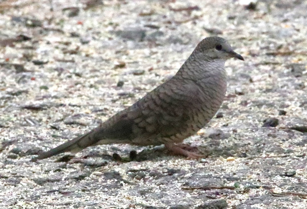 インカバト【No.3336】