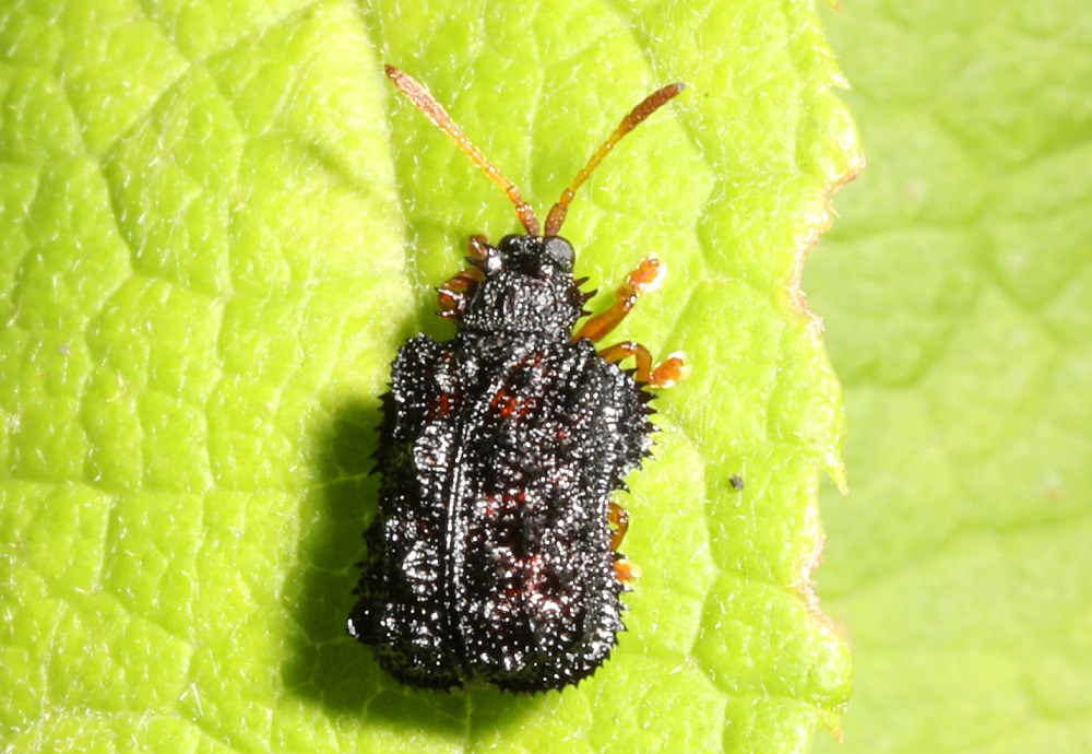 カタビロトゲハムシ【No.2164】