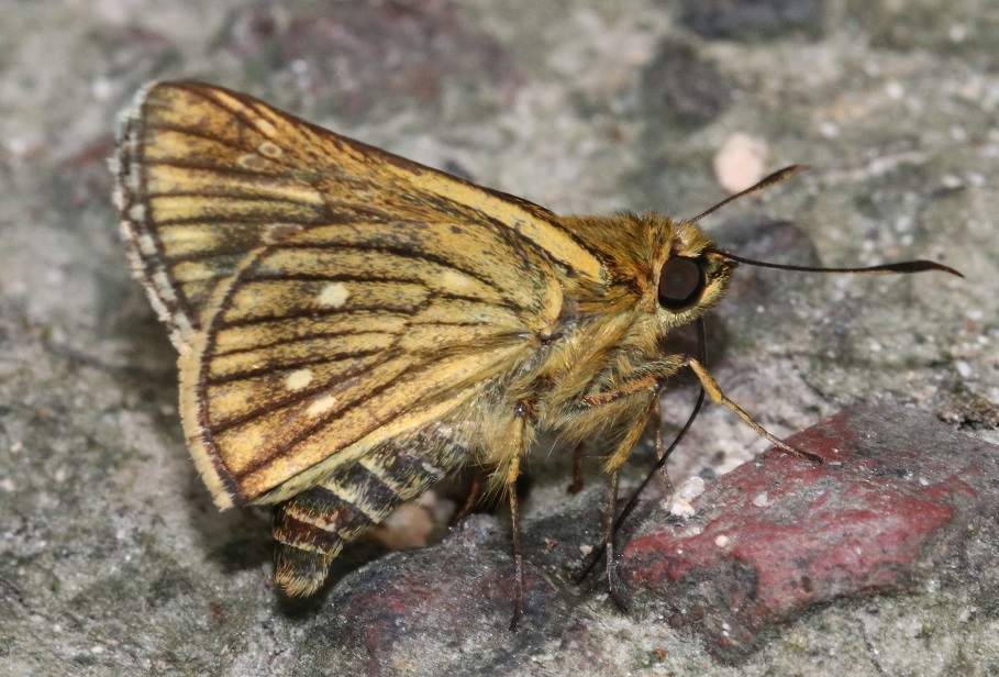 コチャバネセセリ【No.2130】