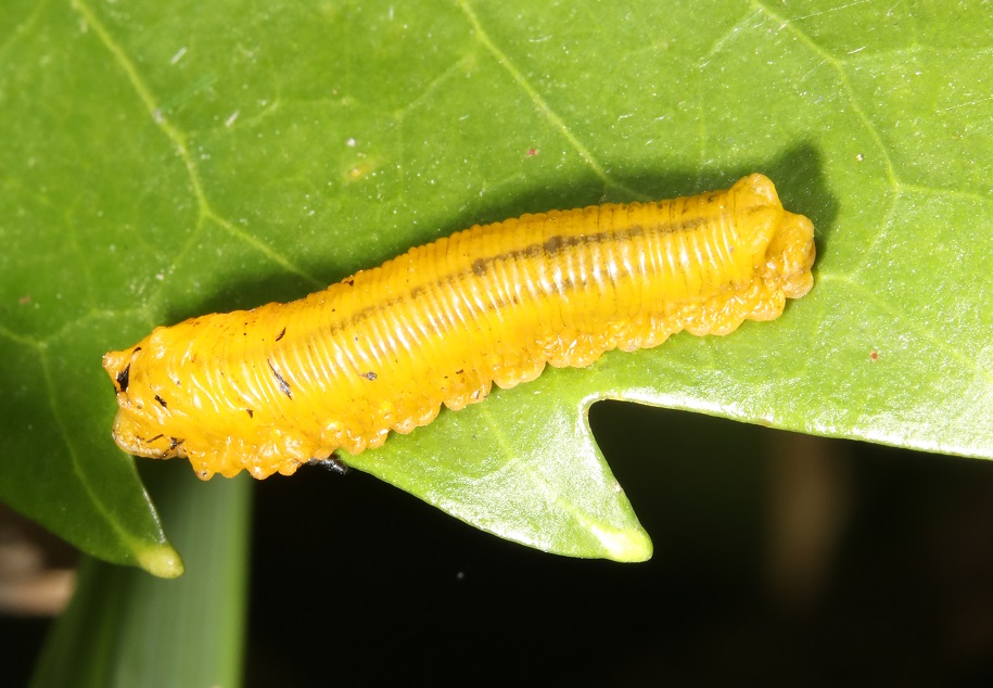 チャイロハバチ【No.2141】