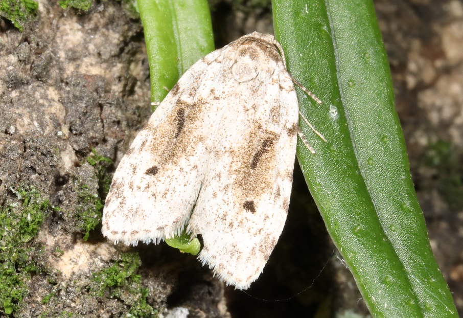 ウスグロコケガ【No.2142】