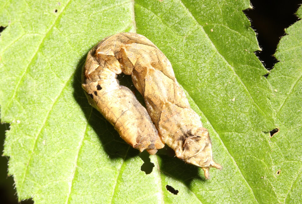 モントガリバ【No.2166】