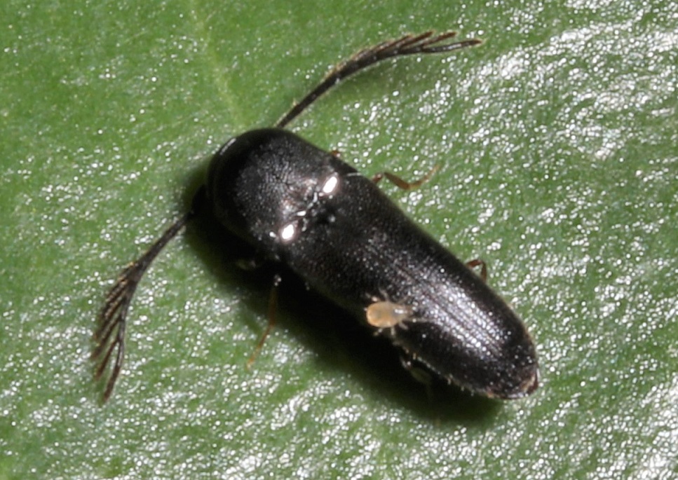 フチトリコメツキダマシ【No.2169】