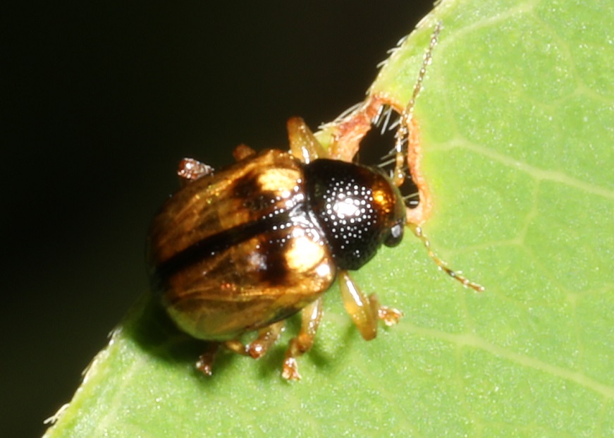 マルキバネサルハムシ【No.2170】