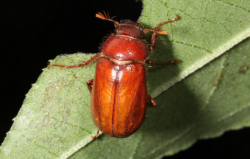 ナガチャコガネ【No.2171】