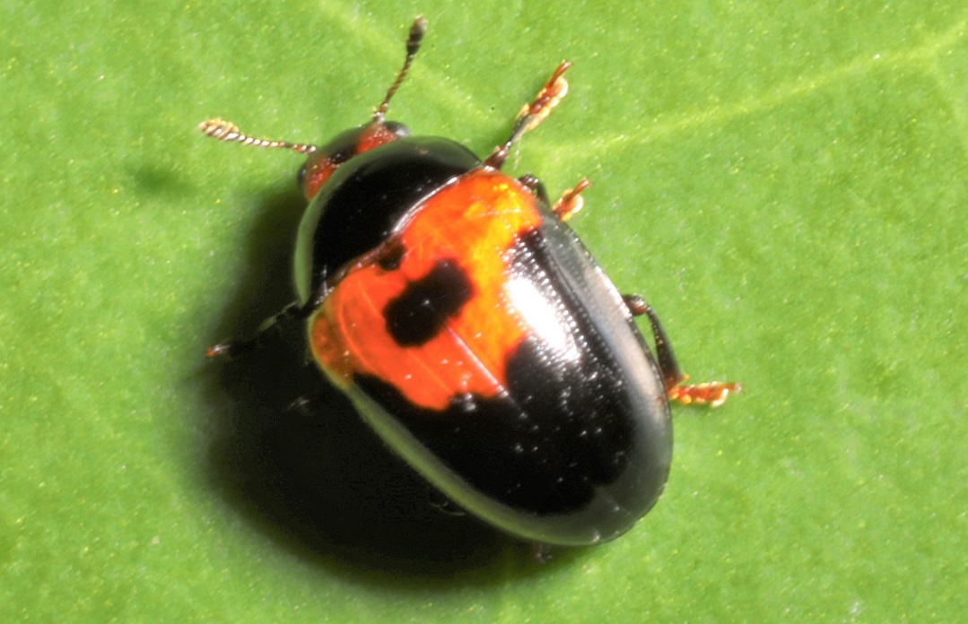 マエグロチビオオキノコ【No.2175】