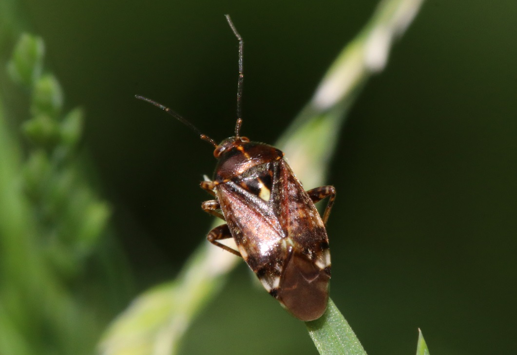 マダラカスミカメ【No.2392】