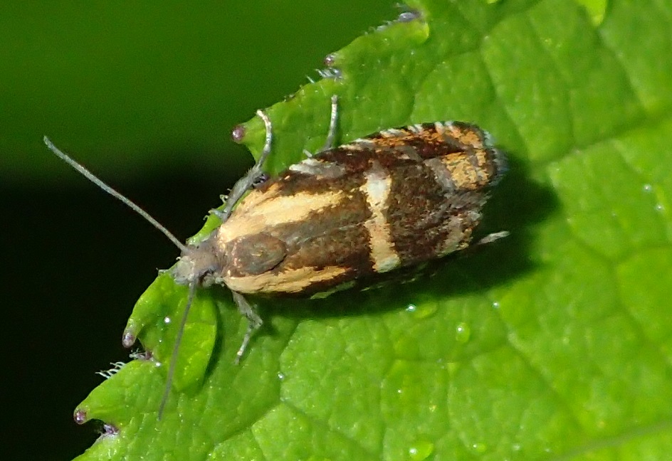 トウヒツヅリヒメハマキ【No.2444】