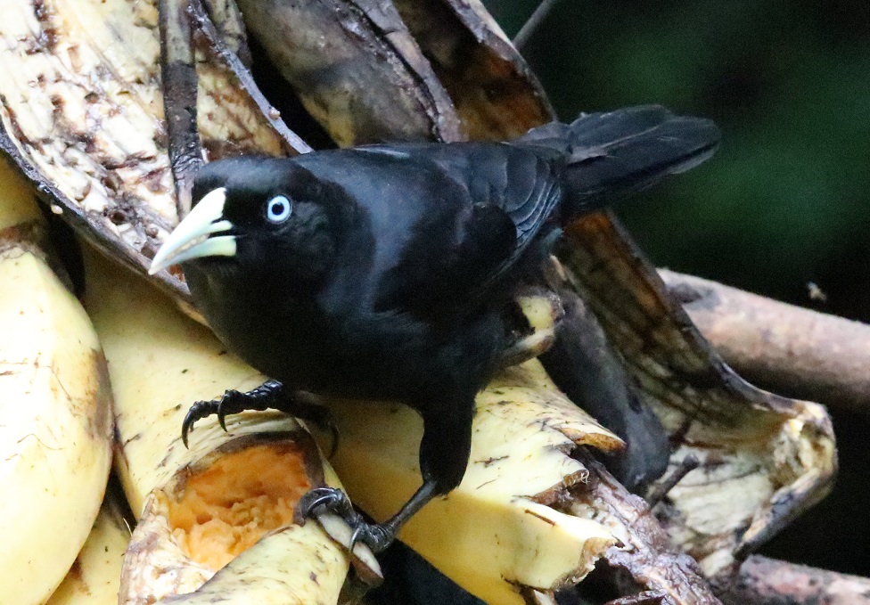 クロツリスドリ【No.3344】