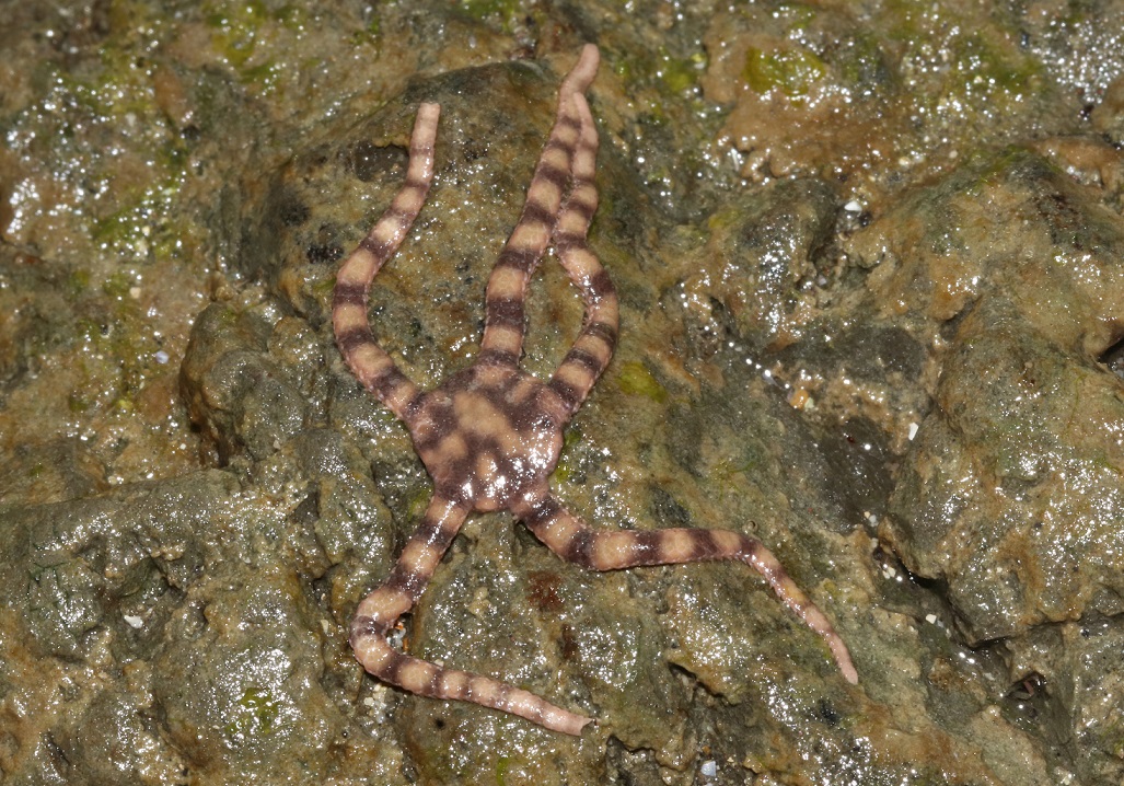 トウメクモヒトデ【No.2528】