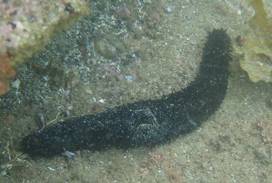 マナマコ【No.2649】