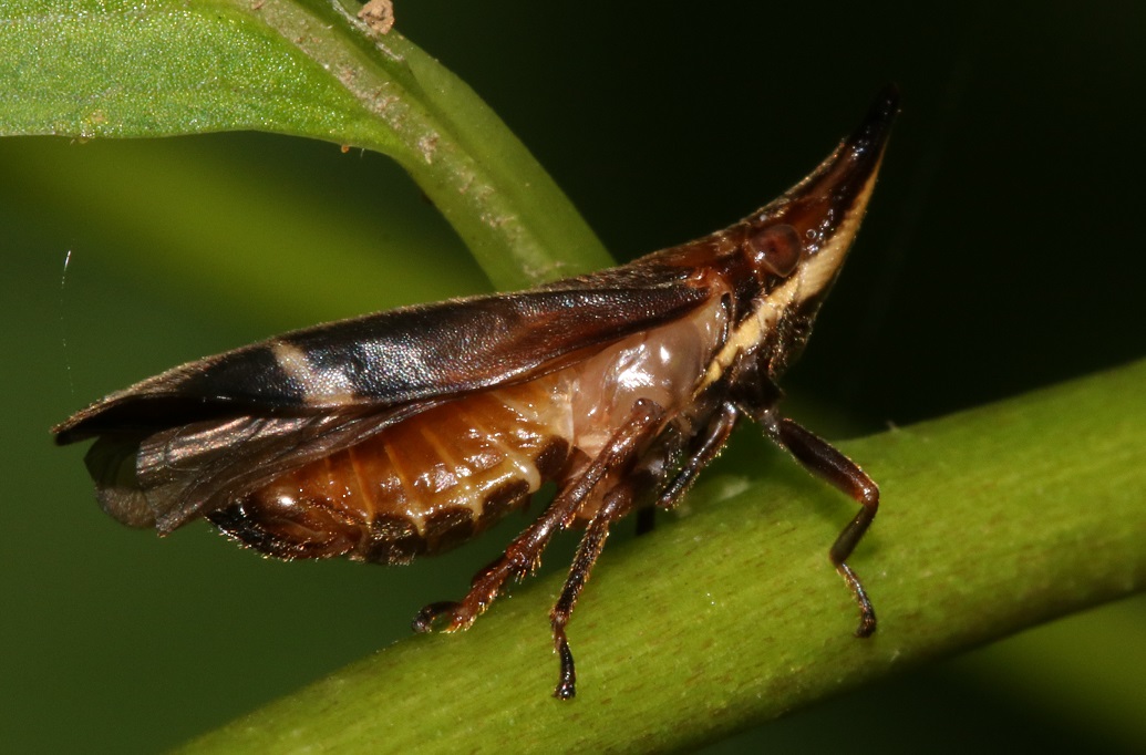 テングアワフキ【No.2176】