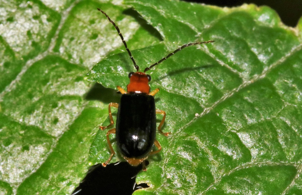 クロバヒゲナガハムシ【No.2177】