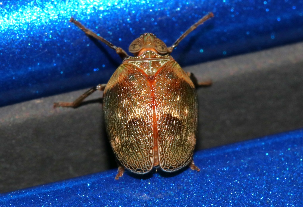 ダルマウンカ【No.2245】