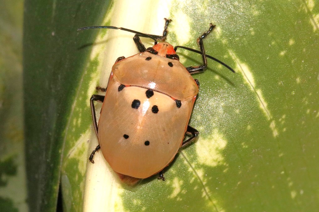アウゴコリス・ゴメシイ（和名なし）【No.3348】