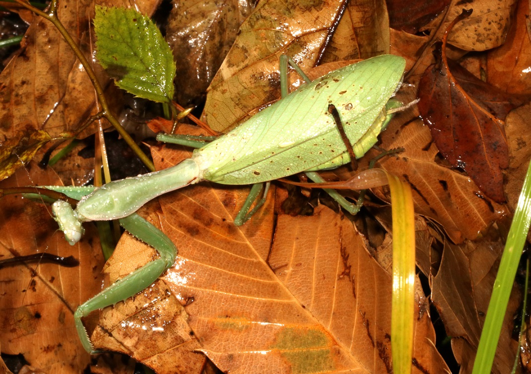 ムネアカハラビロカマキリ【No.2361】