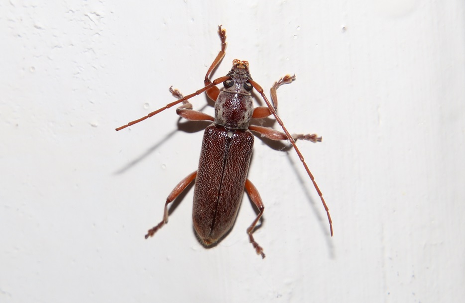 リュウキュウヒメカミキリ【No.2208】