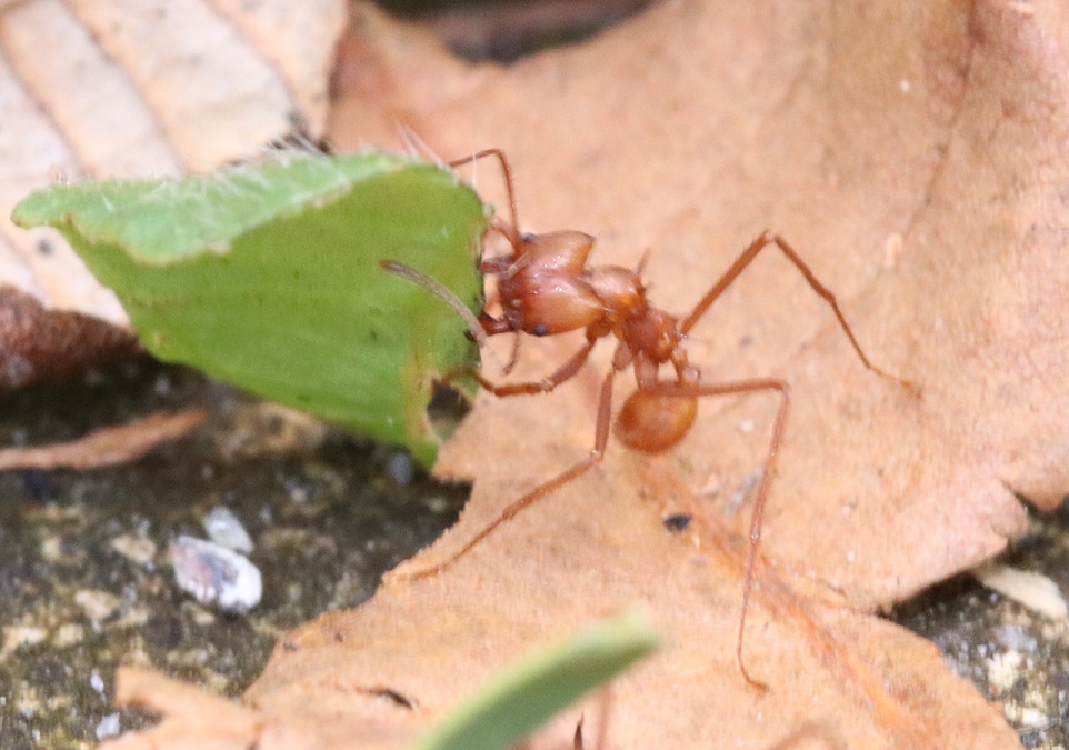 ハキリアリの一種【No.3352】