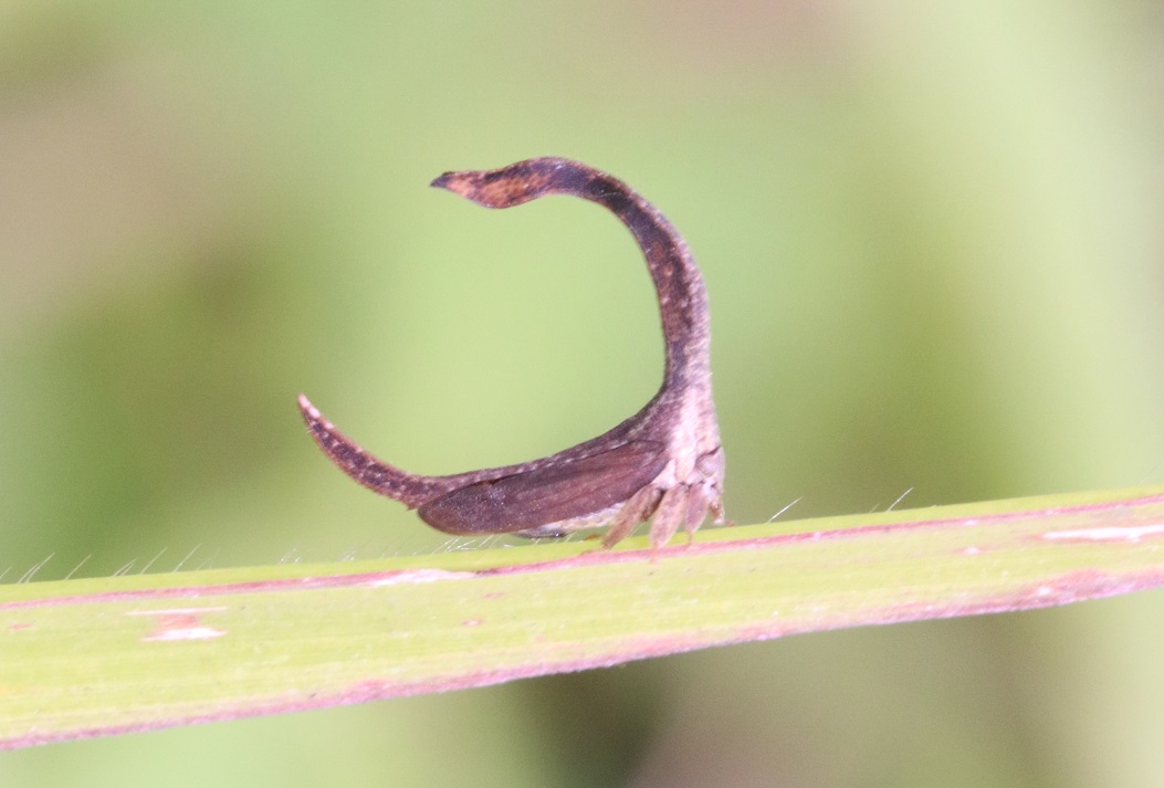 ミカヅキツノゼミの一種【No.3353】