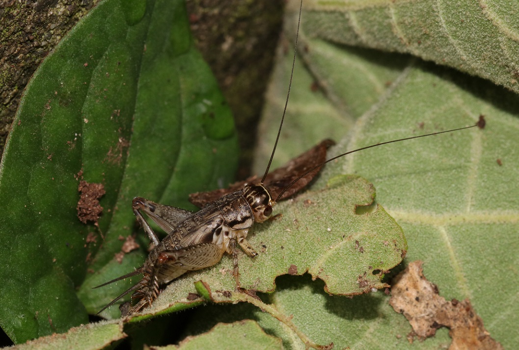 ハラオカメコオロギ【No.2757】