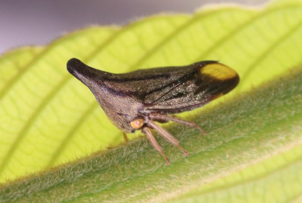 ツノゼミの一種【No.3354】