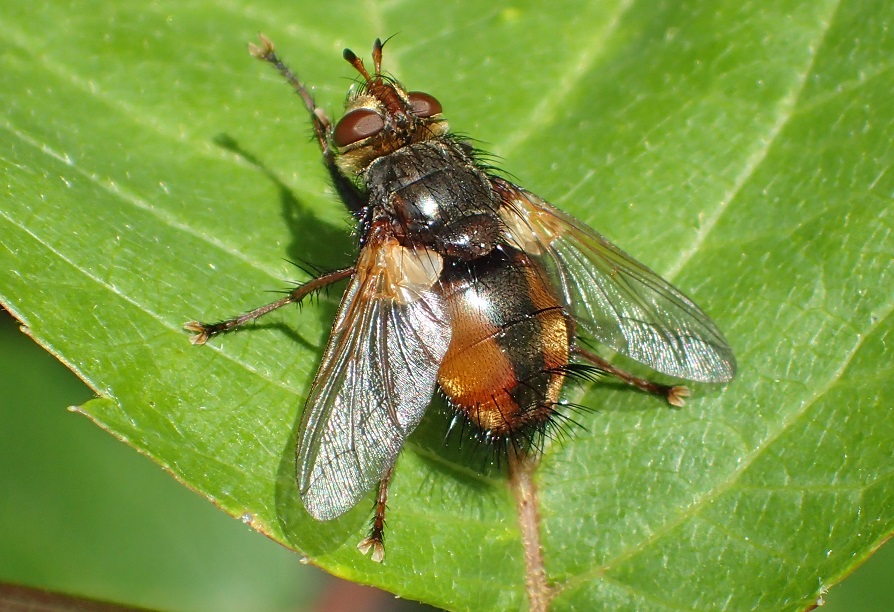セスジハリバエ【No.2659】