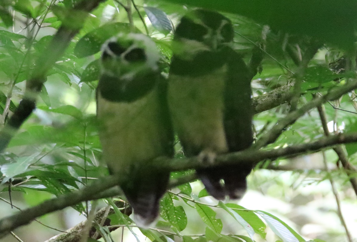 メガネフクロウ【No.3357】