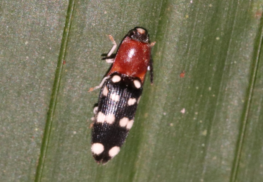 コメツキムシの一種【No.3358】