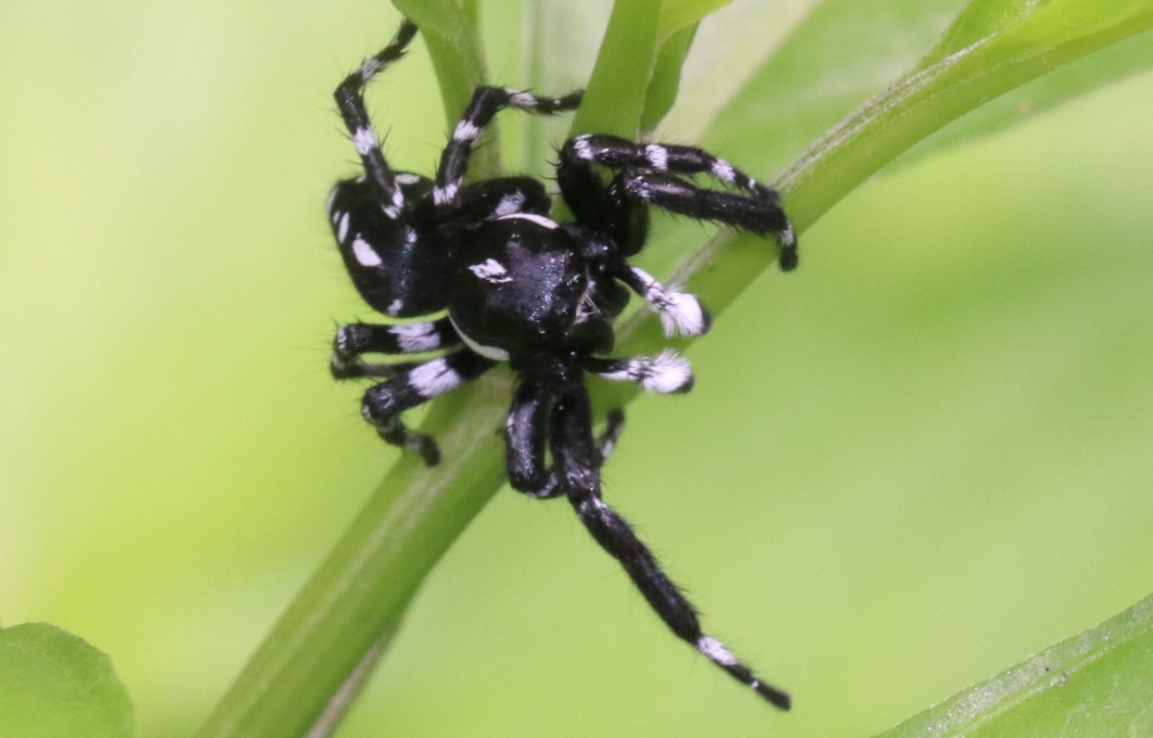 ハエトリグモの一種【No.3359】　Phidippus sp.