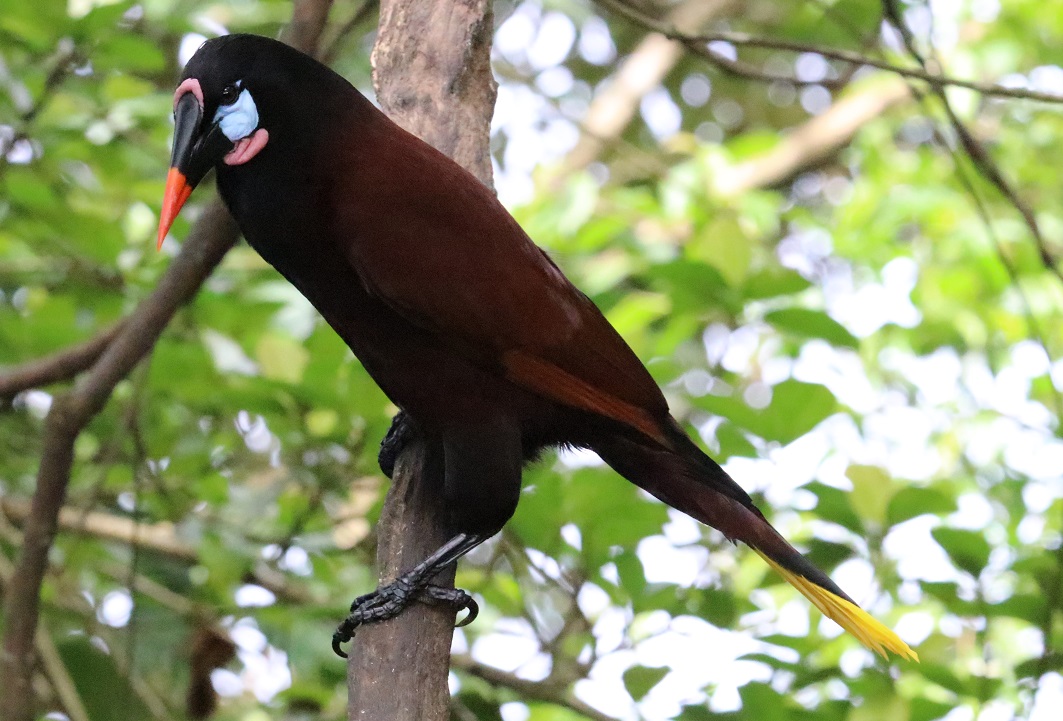 オオツリスドリ【No.3360】