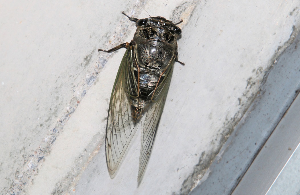 クマゼミ【No.2210】