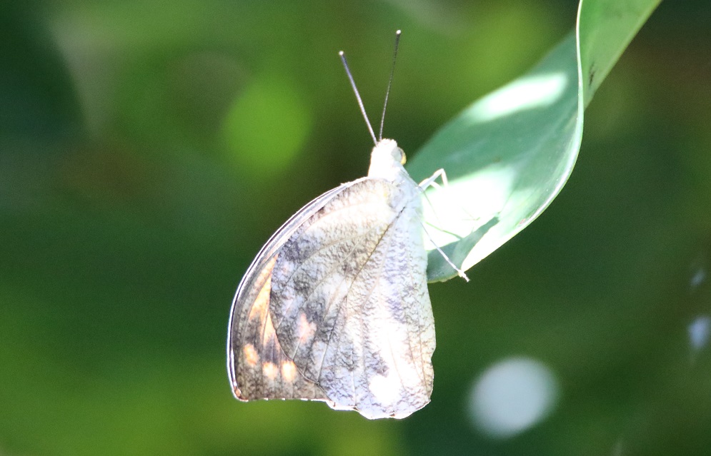 ツマベニチョウ【No.2216】