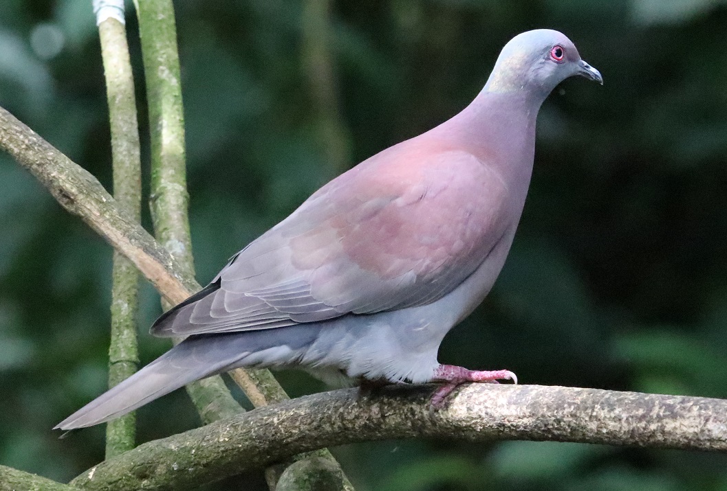 ムラサキバト【No.3361】